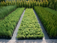 plantas ornamentales coníferas árboles de hoja caduca arbustos de jardín