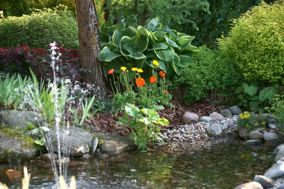 plantas ornamentales coníferas árboles de hoja caduca arbustos de jardín
