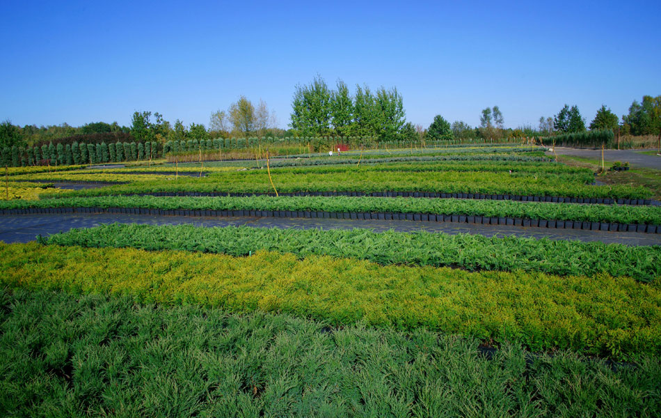 plantas ornamentales coníferas árboles de hoja caduca arbustos de jardín