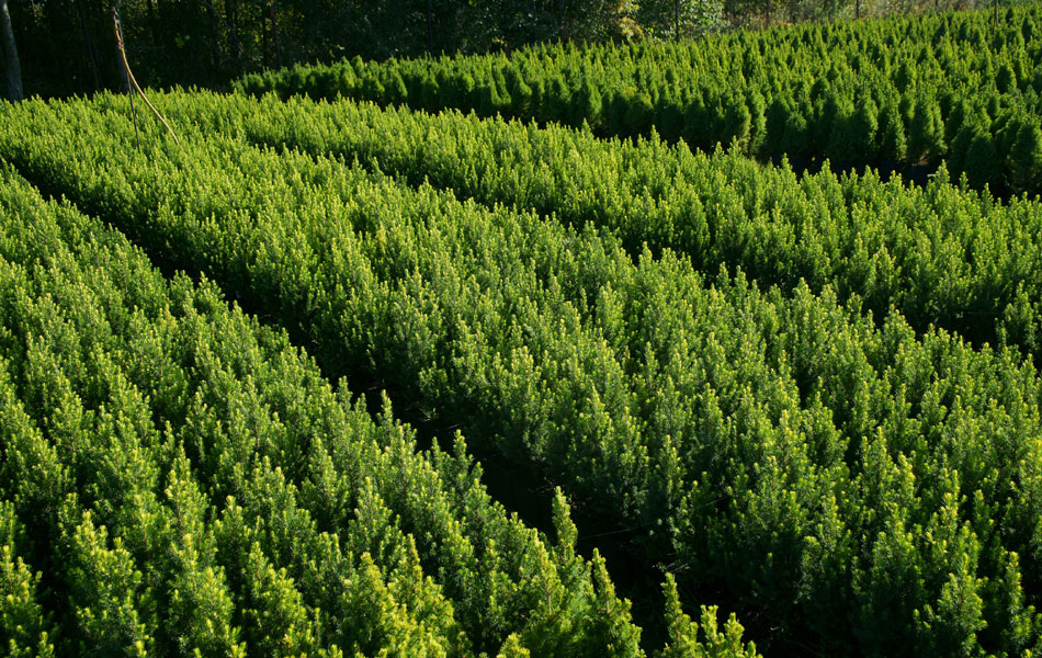 plantas ornamentales coníferas árboles de hoja caduca arbustos de jardín