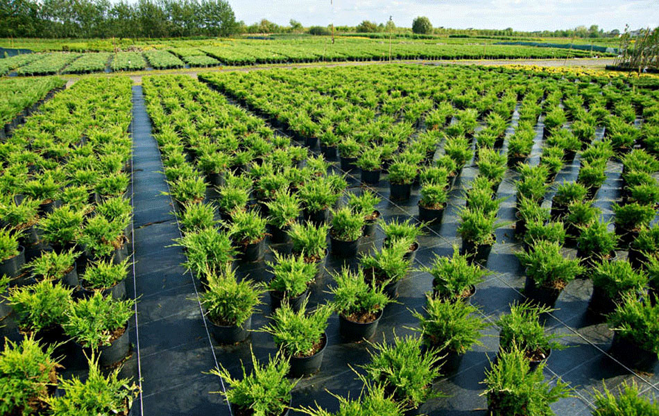 plantas ornamentales coníferas árboles de hoja caduca arbustos de jardín