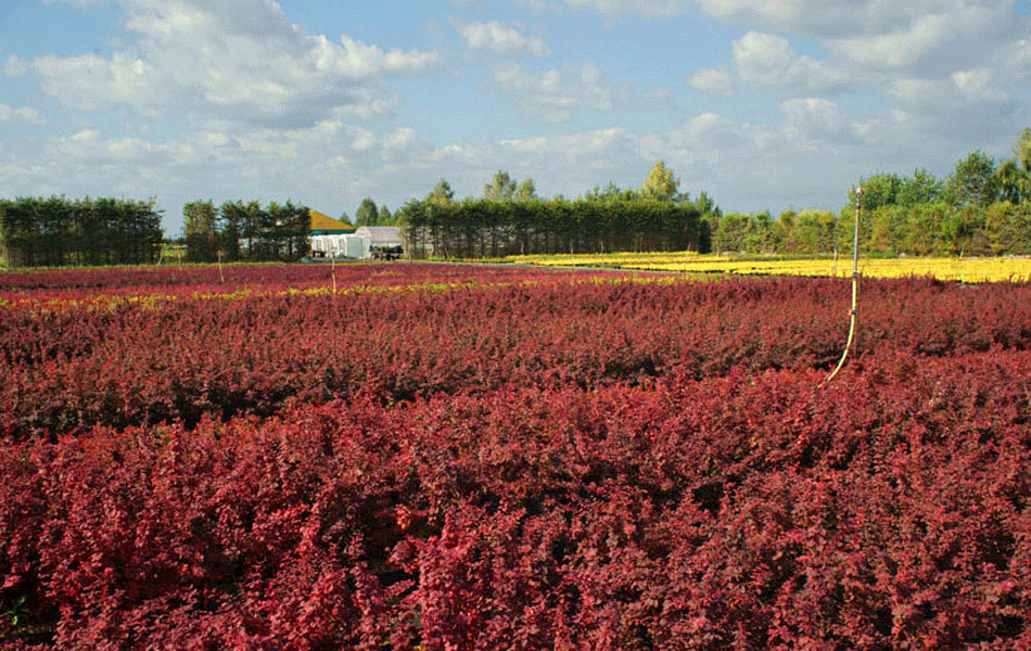 plantas ornamentales coníferas árboles de hoja caduca arbustos de jardín
