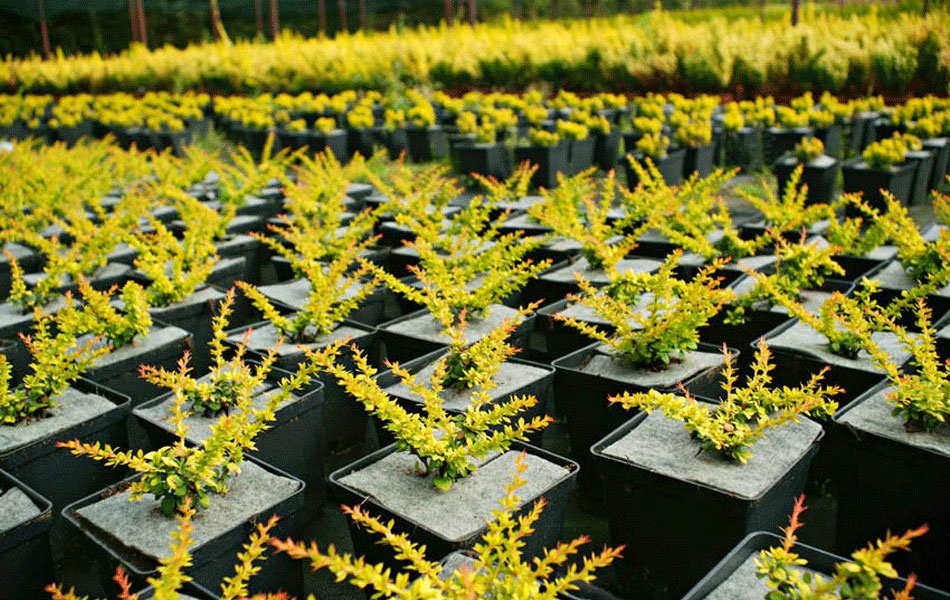 plantas ornamentales coníferas árboles de hoja caduca arbustos de jardín