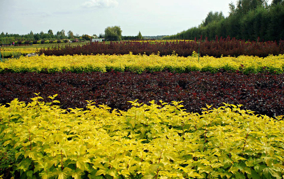 plantas ornamentales coníferas árboles de hoja caduca arbustos de jardín
