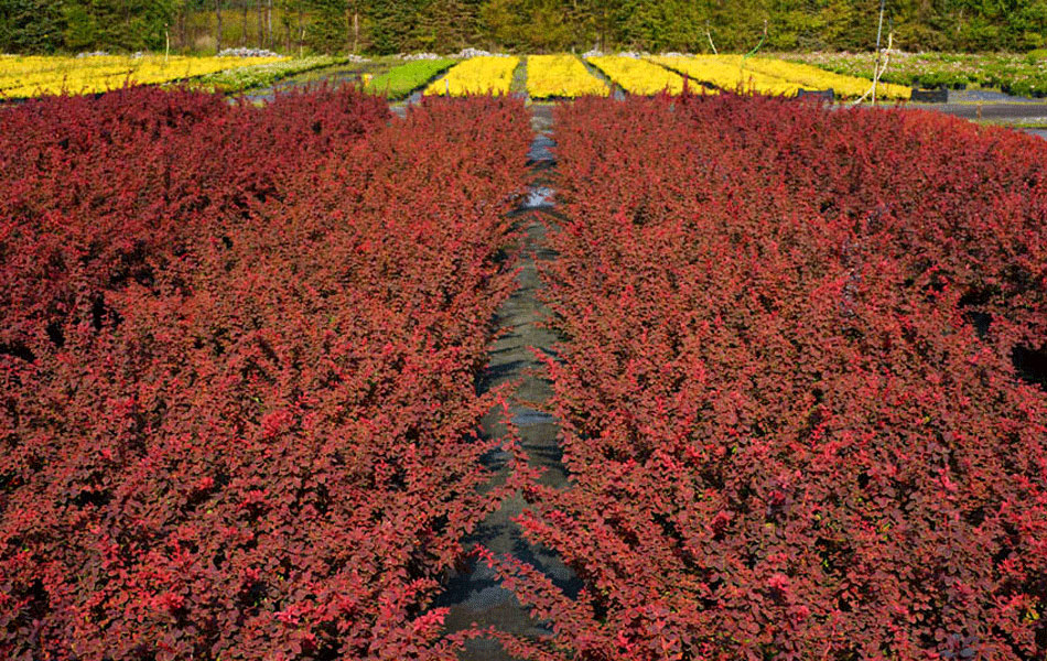 plantas ornamentales coníferas árboles de hoja caduca arbustos de jardín