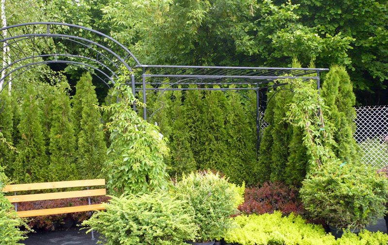 plantas ornamentales coníferas árboles de hoja caduca arbustos de jardín