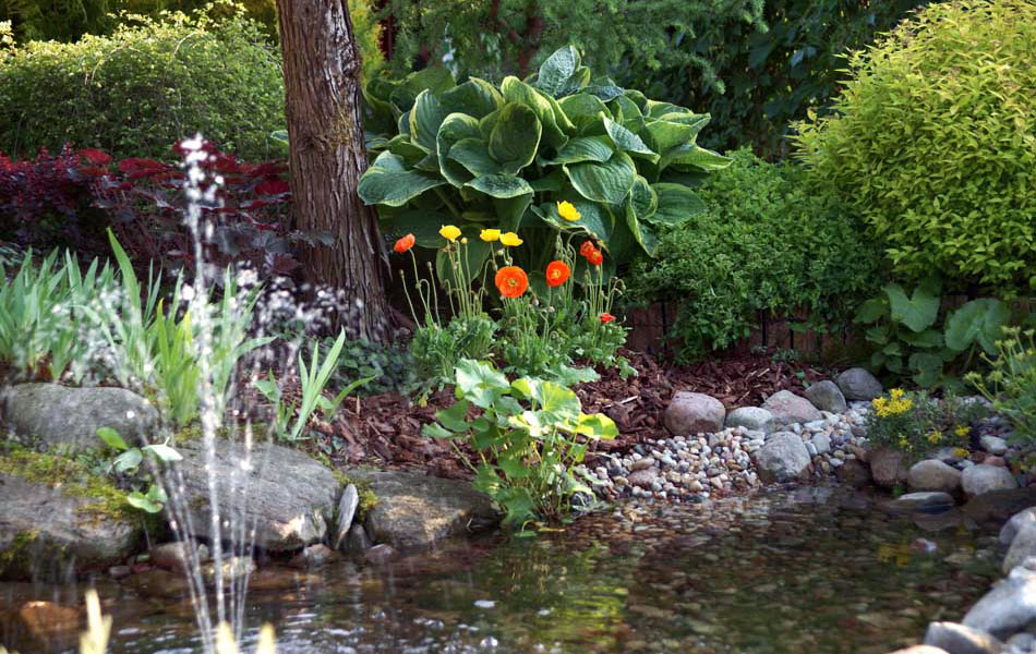 plantas ornamentales coníferas árboles de hoja caduca arbustos de jardín