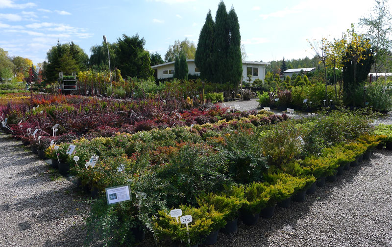 plantas ornamentales coníferas árboles de hoja caduca arbustos de jardín