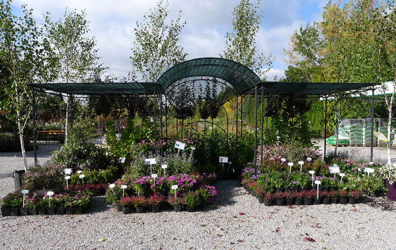 plantas ornamentales coníferas árboles de hoja caduca arbustos de jardín