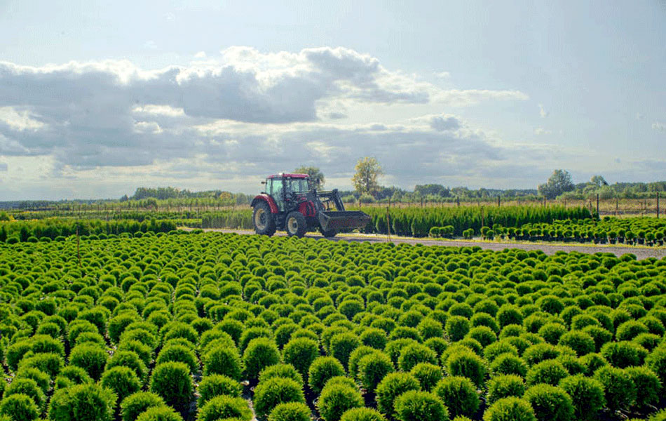 plantas ornamentales coníferas árboles de hoja caduca arbustos de jardín